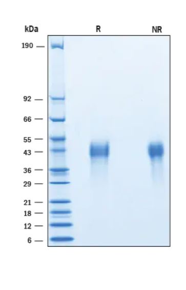2 μg/lane Protein  was resolved with SDS-PAGE under reducing (R) and non-reducing (NR) conditions and visualized by Coomassie® Blue staining.